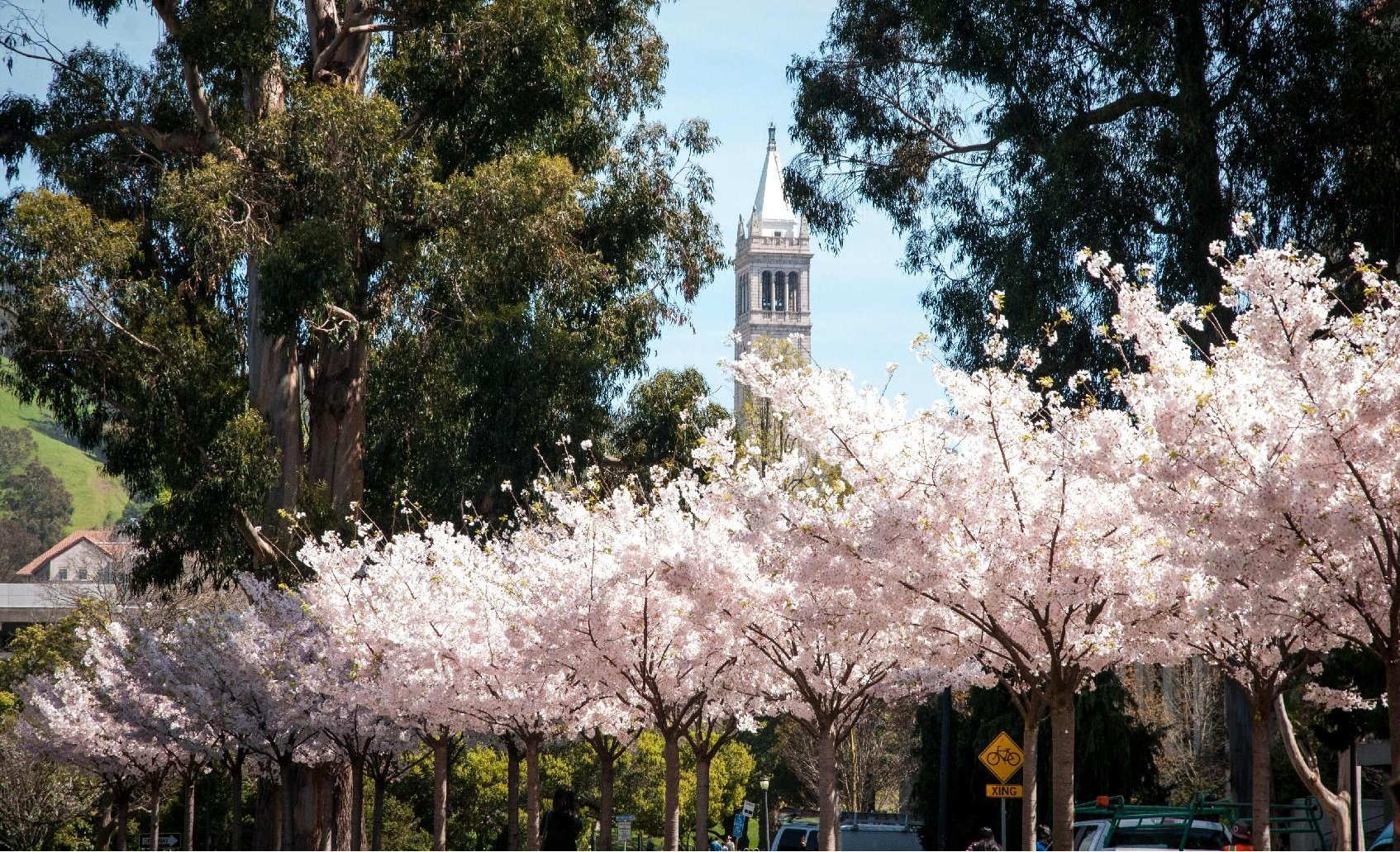 View of Sather Tower in background with blooming flower trees in foreground on UC Berkeley campus