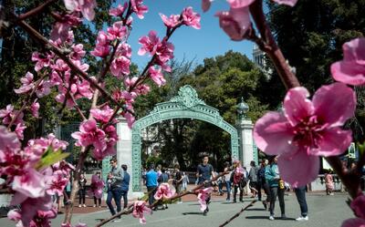 UC Berkeley Sather Gate with students and pink flowers in foreground